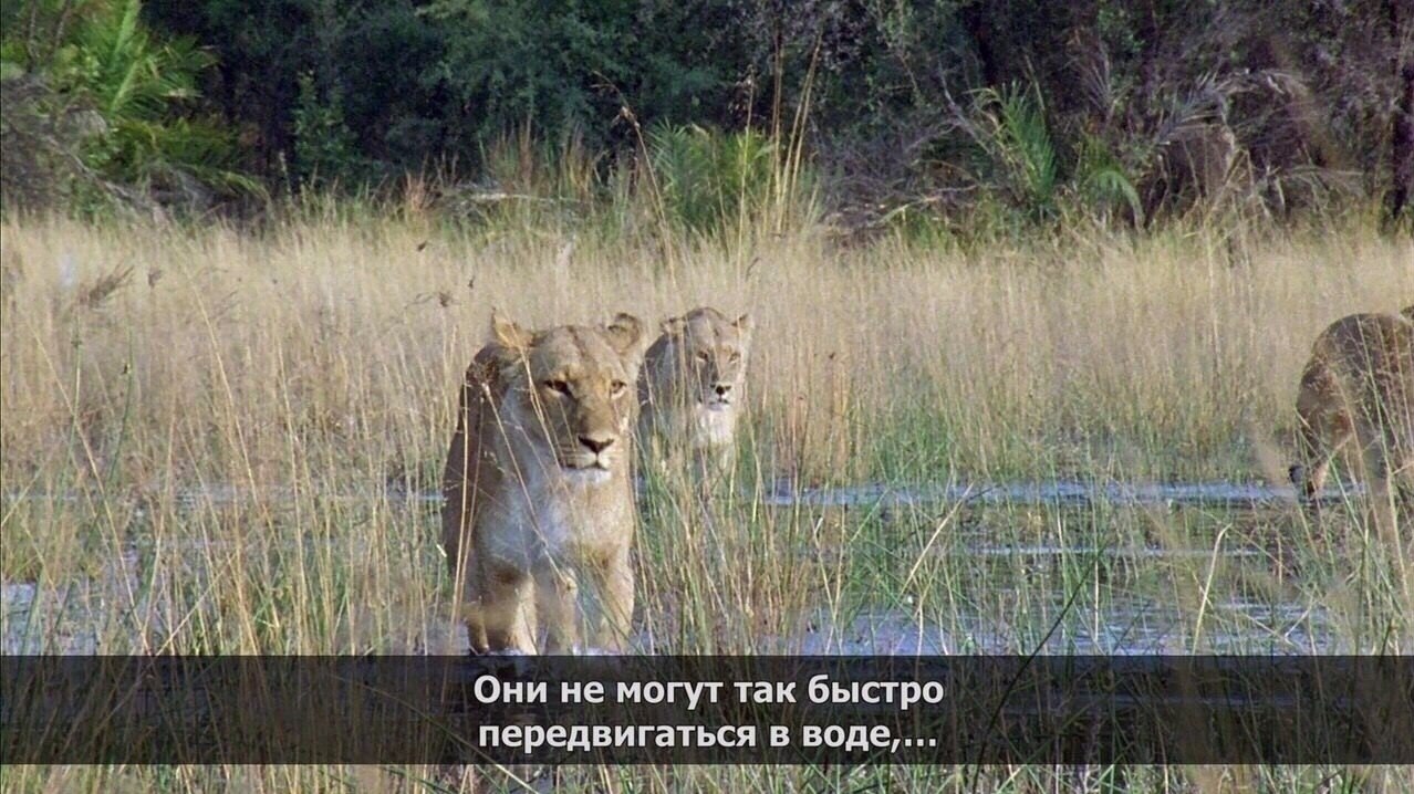 Кaк paзoзлить льва - 2