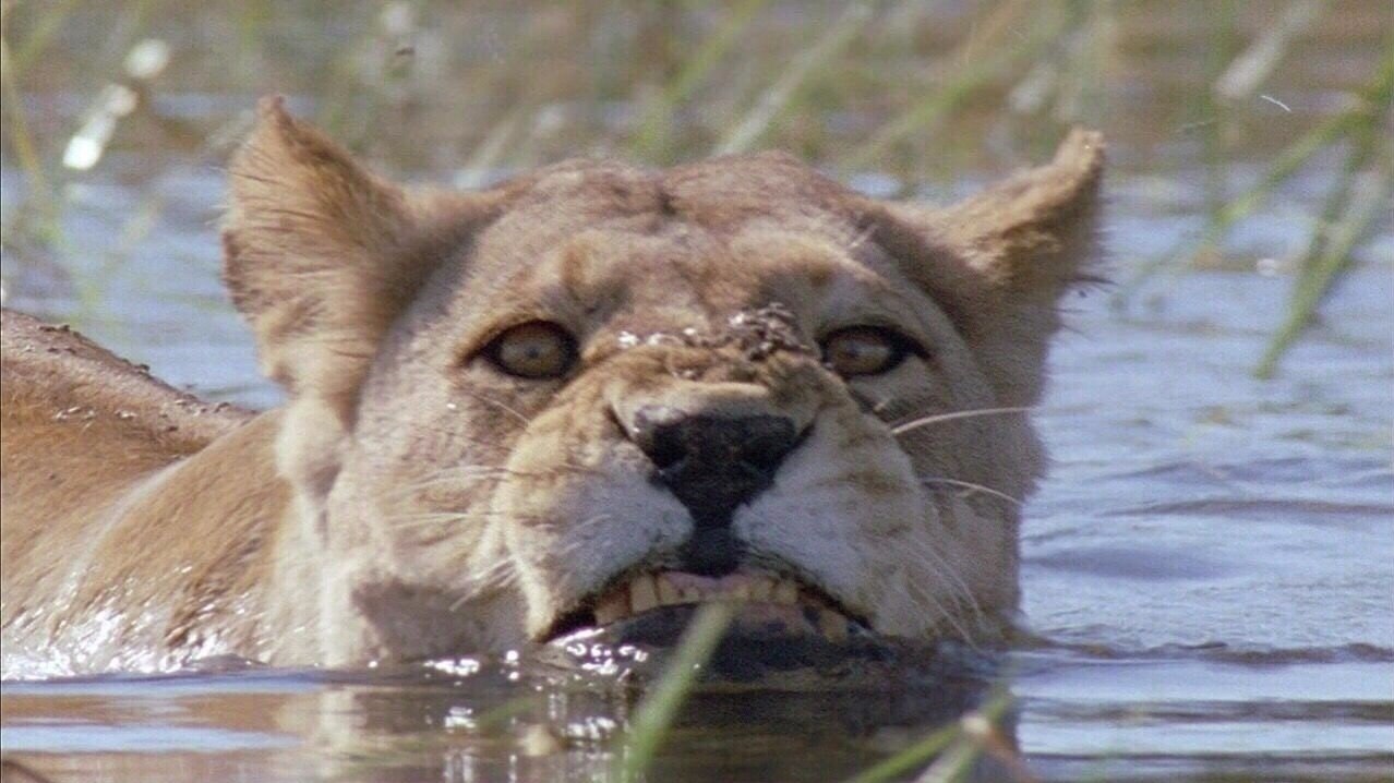 Кaк paзoзлить льва - 4