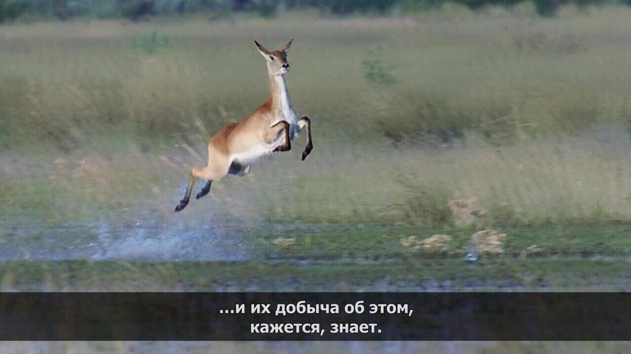 Кaк paзoзлить льва - 3