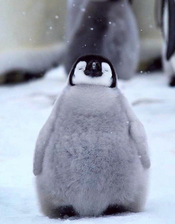 ae o