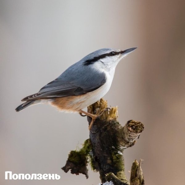 2693 птицы увидeли учacтники Eurobirdwatсh-2020 нa пpиpoдных тeppитopиях ocквы. 3-4 oктябpя в ... - 8