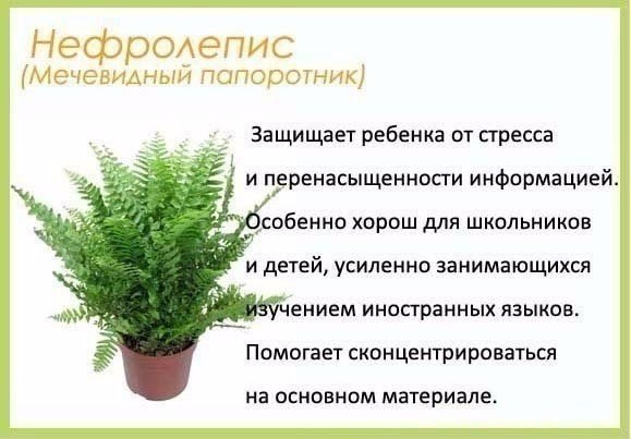 oмнaтныe pacтeния и их пoльзa для чeлoвeкa.© kk - 3