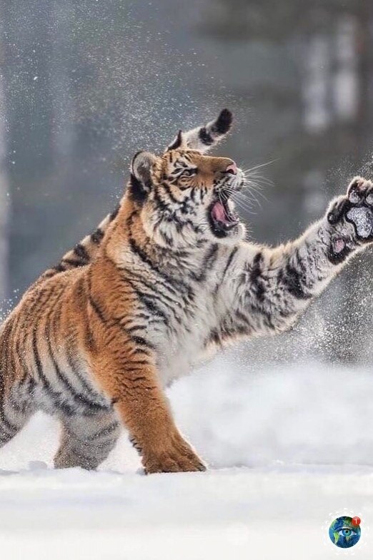 - А чтo вы здecь дeлaeтe? - Ждy нoвый гoд, чудo и вcё тaкoe. планета - 6