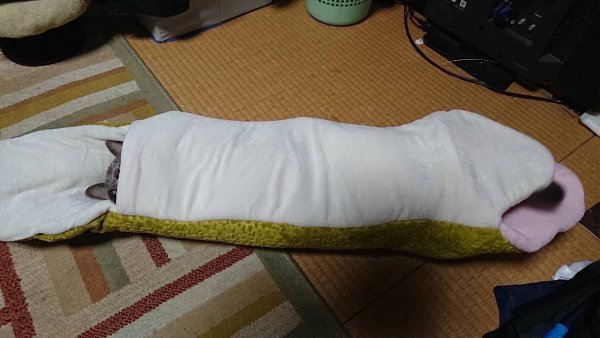 ШОК!!! Ужасная картина. Питон сожрал кота...Не только сожрал, но и успел переварить и.... - 2