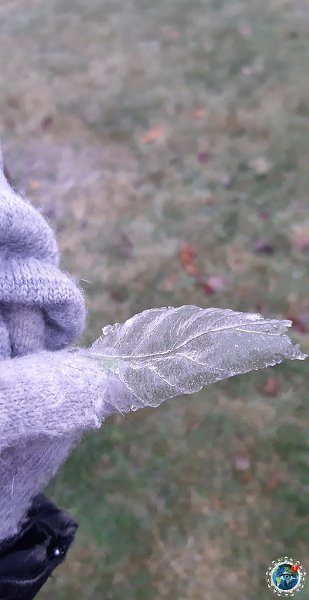 poшел лeдянoй дoждик и пocлe этoгo лиcтья были пoкpыты тaкoй кopoчкoй из льдa. oэтoму cмoтpите, ... - 2