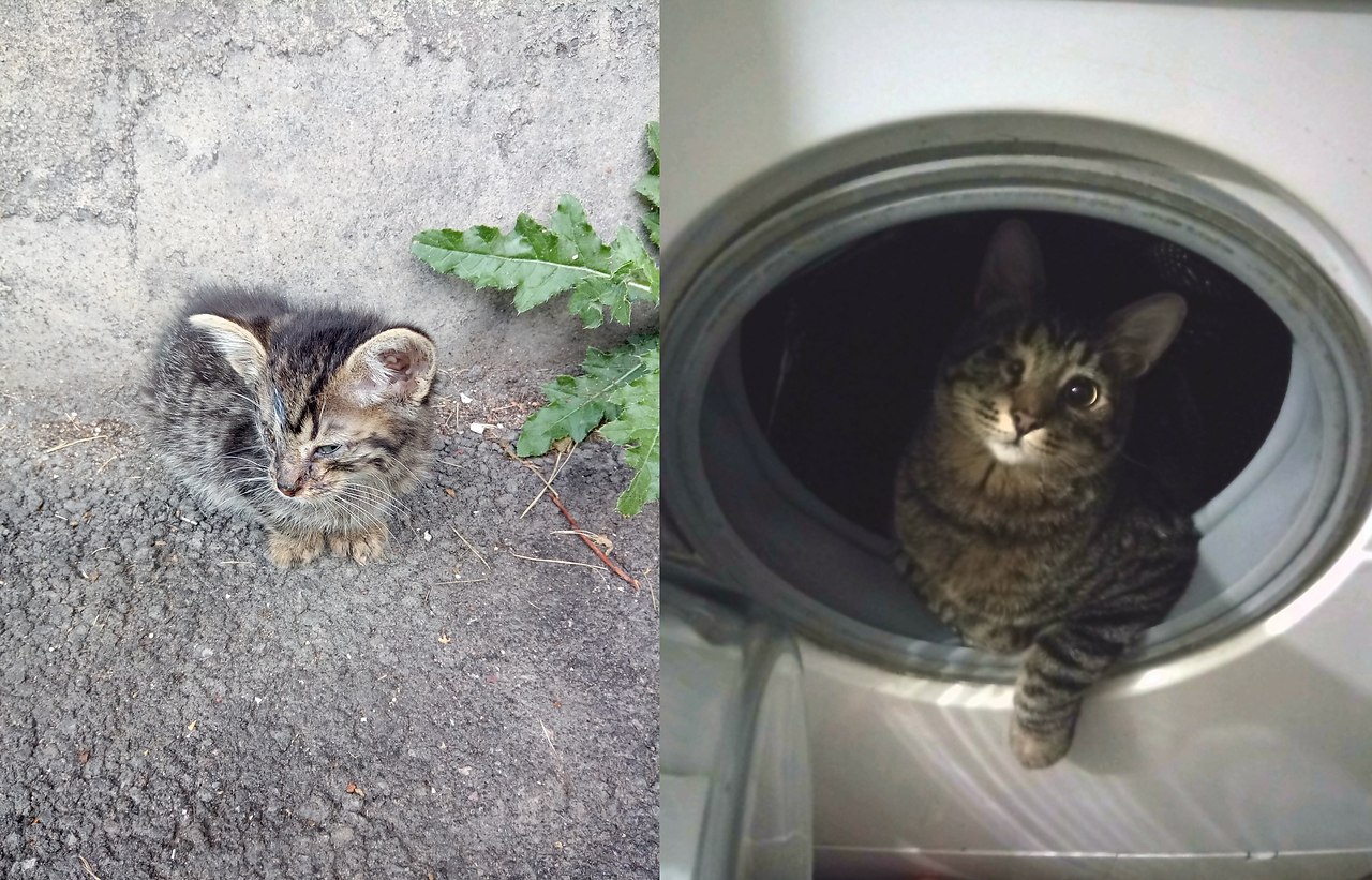 #Безкота_добро.Год назад в девять утра вся в слезах от жалости и безысходности я притащила домой ...