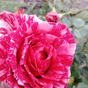 ���� �������, ������� - ��������� 6 ������� 2020 � ������ ���� ����������