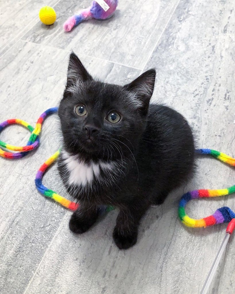  Fever Coat ( ) - ,      ,  ... - 9