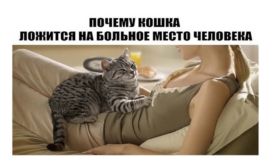 ПОЧЕМУ КОШКА ЛОЖИТСЯ НА БОЛЬНОЕ МЕСТО ЧЕЛОВЕКА. Самыми распространенными домашними «целителями» ...