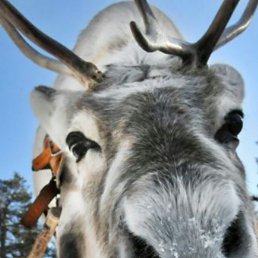 ���� ����, �����������, 85 ��� - ��������� 2 ������� 2021