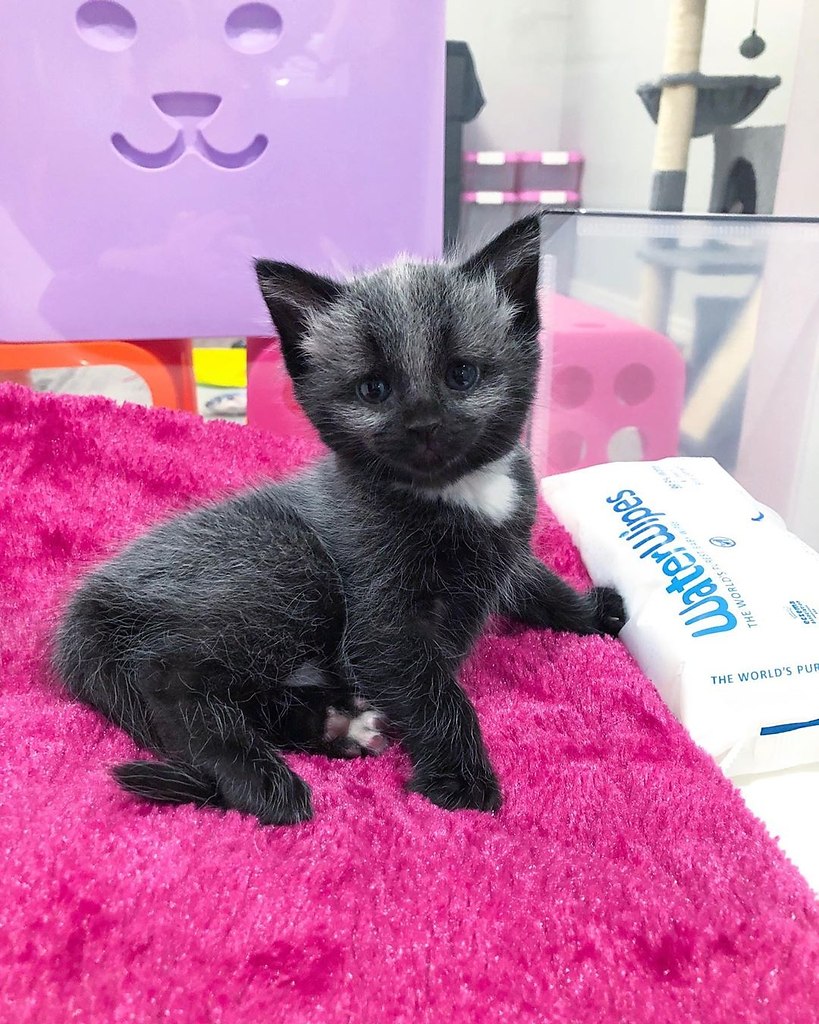  Fever Coat ( ) - ,      ,  ... - 6