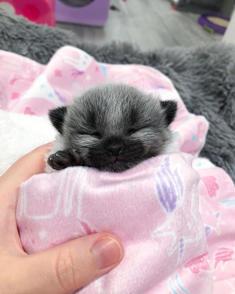  Fever Coat ( ) - ,      ,  ... - 3