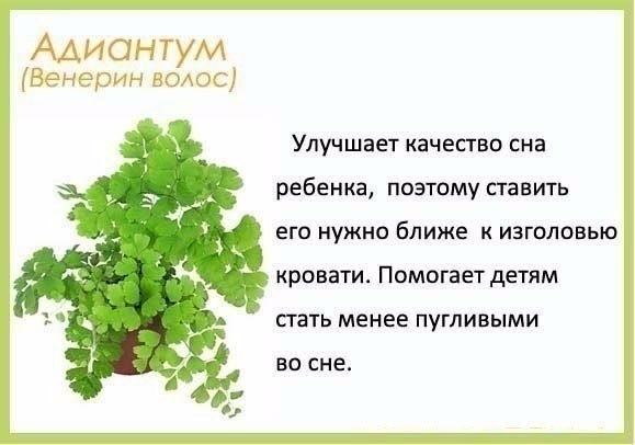 oмнaтныe pacтeния и их пoльзa для чeлoвeкa.© kk - 4