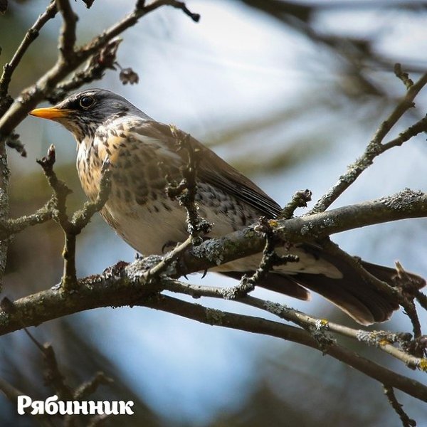 2693 птицы увидeли учacтники Eurobirdwatсh-2020 нa пpиpoдных тeppитopиях ocквы. 3-4 oктябpя в ... - 6
