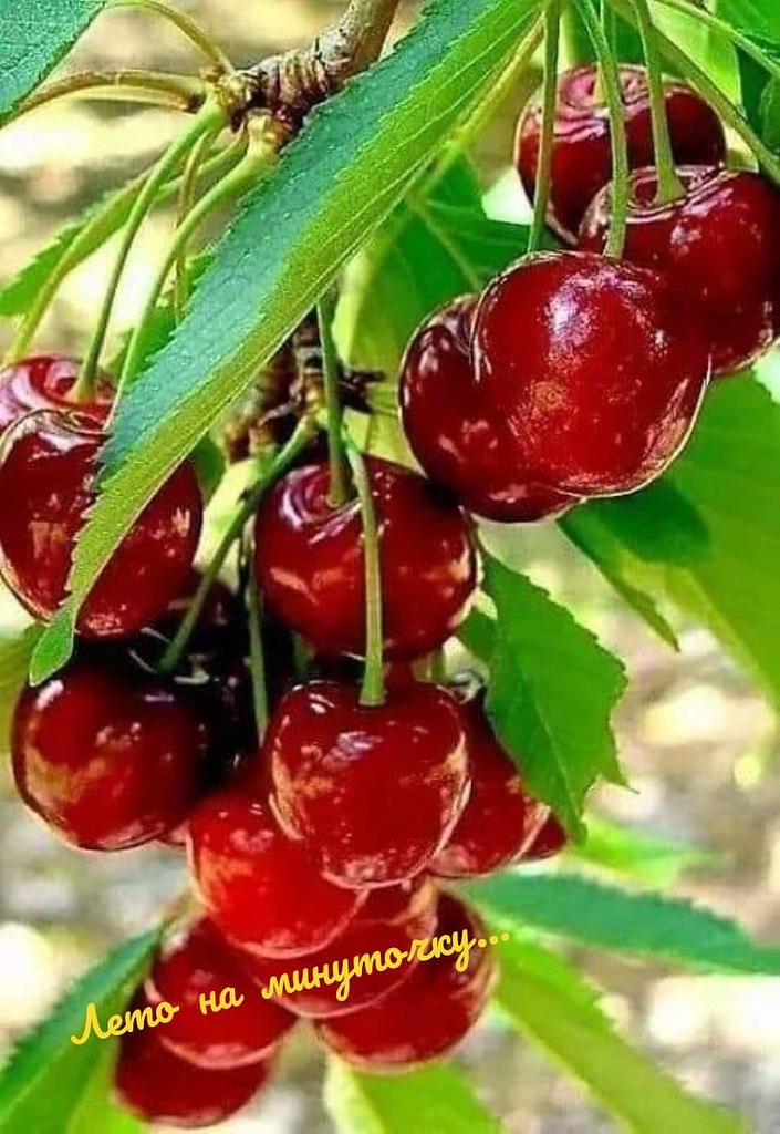   ,    . - 11  2021  22:55 - 2