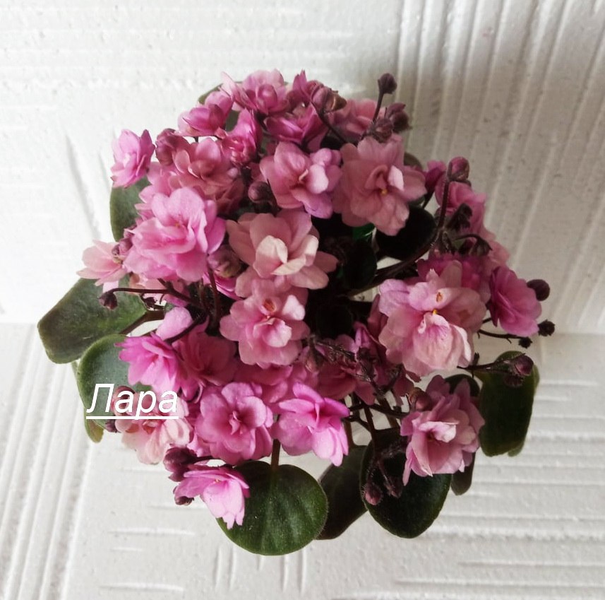       09.06. 1. Robert Mayer (https://fotostrana.ru/away?to=/sl/NEV) 2. Ellie Gardner ... - 4