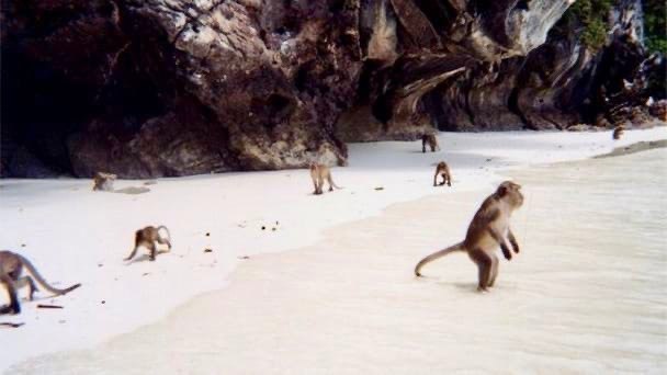         ,     (Monkey Beach)  ...
