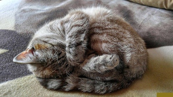 Вы, люди, вечно разбросаны во всех местах сразу. Коты, наоборот, всегда в себе. - 4