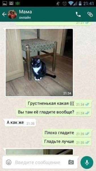 За глаженьем кошки нужен глаз да глаз! Шальная государыня