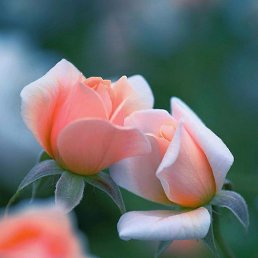 ������, ������