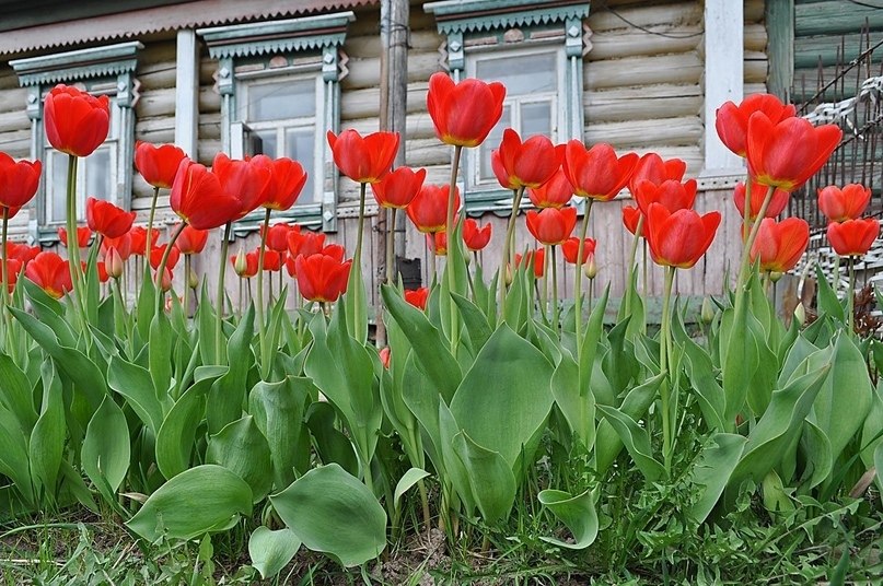 Тюльпаны ботанические в ландшафтном дизайне