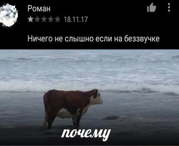 Так не проста интересно. Корова в море. Корова на берегу. Корова на берегу почему. Корова на берегу моря