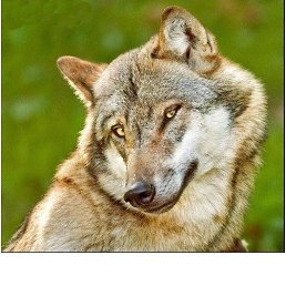 ���������, �����-���������, 60 ���