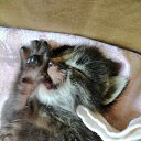 ���� ���������, ����� - ��������� 31 ������� 2021 � ������ ��������