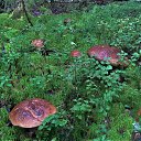 ���� �����, �����-���������, 63 ���� - ��������� 3 �������� 2021 � ������ ������ ��������