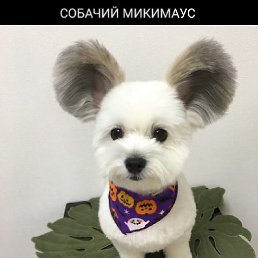 ���� �����, ������ - ��������� 11 ������� 2021