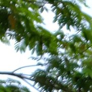 ����������, 51 ���, �������-���������