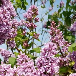 ������, ������