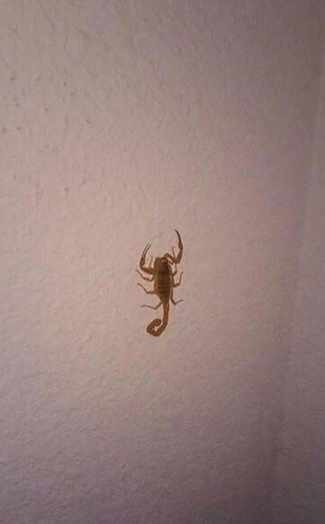     :