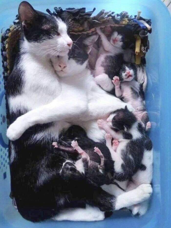  -)))