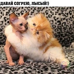 ������, ������-��-����, 50 ���