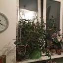 ���� ������, ������-��-����, 52 ���� - ��������� 16 ������� 2021