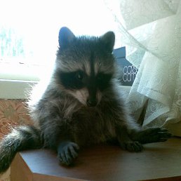 ������, ���������, 40 ���