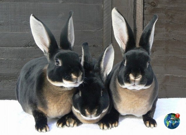 epo-pe po opo pec. a a opac aco? - 5