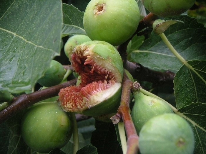  a, o oco oo pa, oop  , cop o pa p oy py ocy, ...