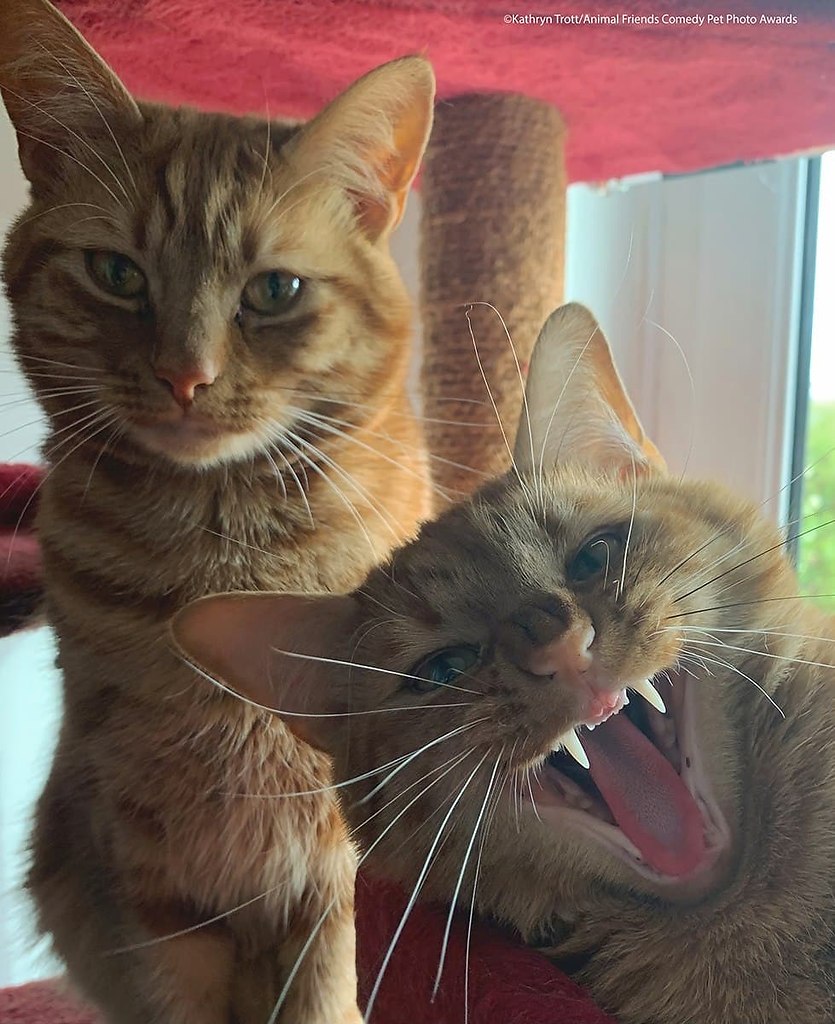 Comedy Pet Photo Awards   .      ,  ...