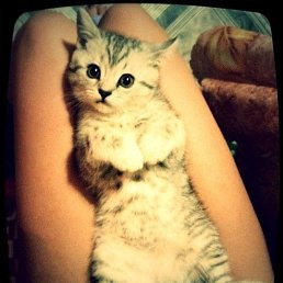 �������, ����, 32 ����