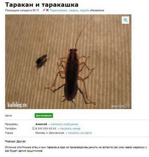 Оказывается, продать можно всё, что угодно - этот сайт тому подтверждение - 8