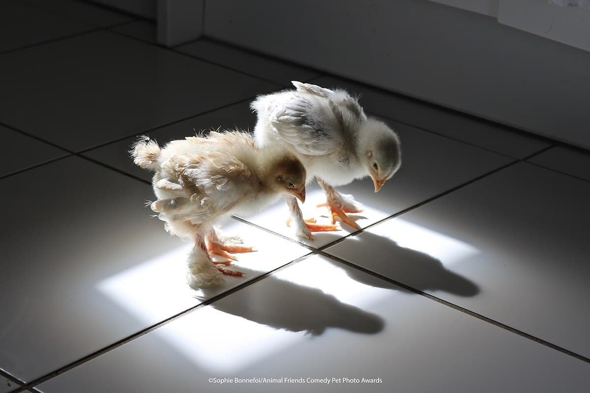 Comedy Pet Photo Awards   .      ,  ... - 3