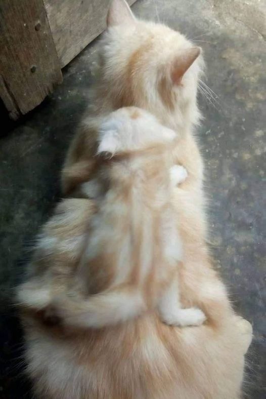 )))