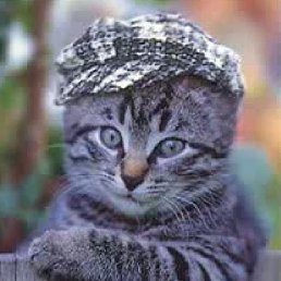 ���, ������, 49 ���