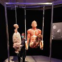  , , 51  -  23  2021    Body Worlds.  