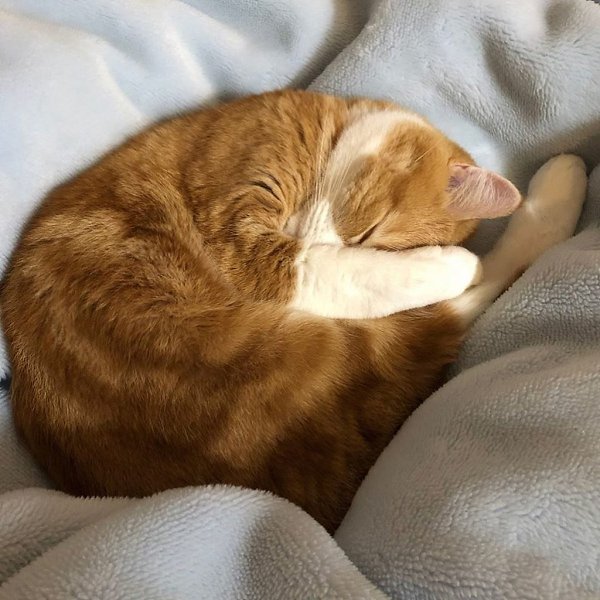 Вы, люди, вечно разбросаны во всех местах сразу. Коты, наоборот, всегда в себе.