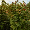 ���� Nikolay, ������ ��������, 73 ���� - ��������� 22 ������� 2021 � ������ �2021 �