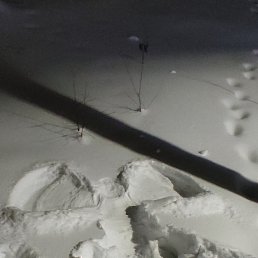 ����, ����������