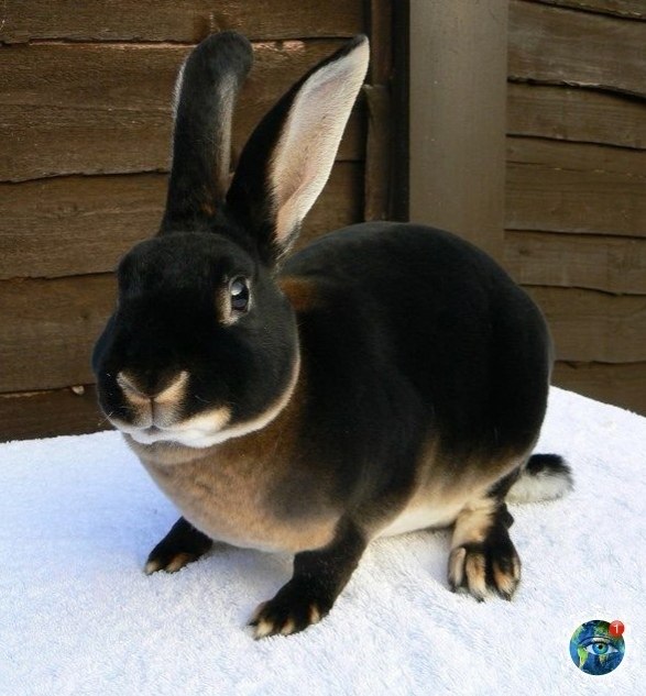 epo-pe po opo pec. a a opac aco? - 3